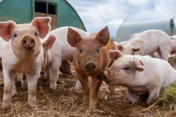 வடக்கில் வேகமாக பரவும் ஆபிரிக்க பன்றிக்காய்ச்சல்; பண்ணைகள் முடக்கம்