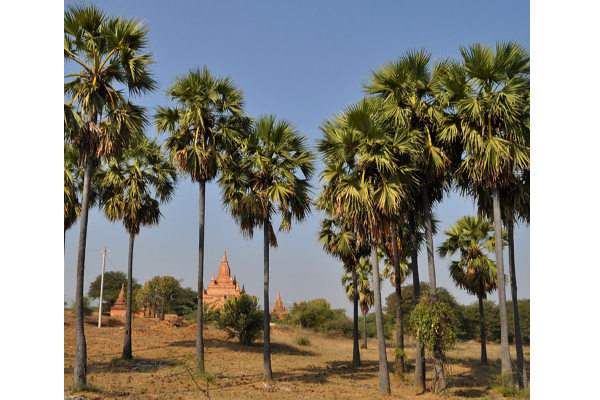 யாழின் கற்பக விருட்சம் என அழைக்கப்படும்  அற்புத கிழங்கின் அரிய நன்மைகள்! | The Most Abundant Wonderful Tuber In Jaffna