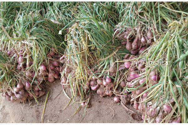 வெங்காயத்தால் ஏற்பட்ட சிக்கல்: கவலையில் விவசாயிகள் | Onion Problem Farmers Worried