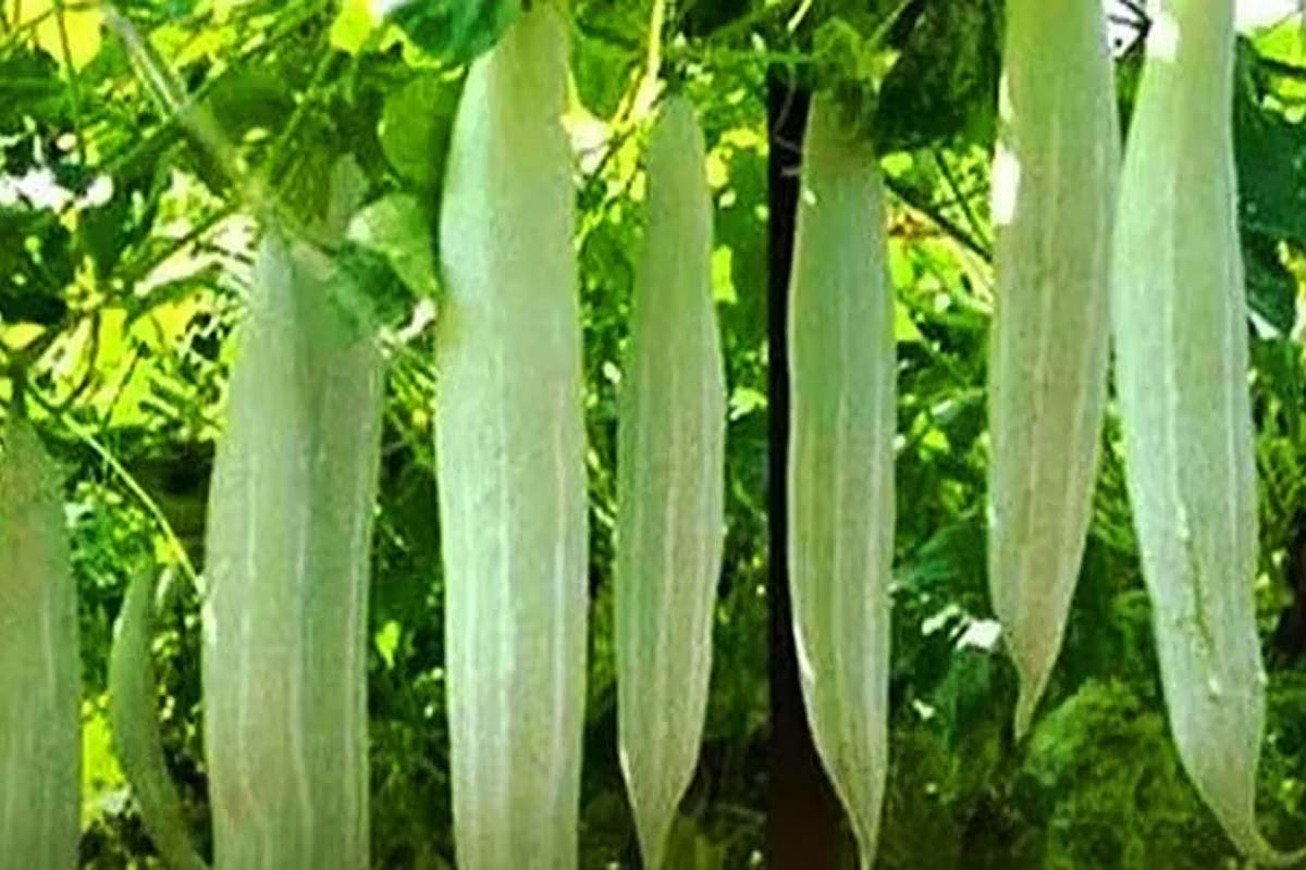 உடலை குளிர்ச்சியாக வைக்க உதவும் காய்கறிகள் என்ன தெரியுமா? | Vegetables That You Should Eat To Keep You Cool