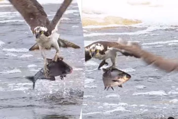 Eagle: கழுகின் அசத்தலான மீன் வேட்டை! திரும்ப திரும்ப பார்க்க தூண்டும் காட்சி