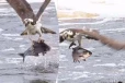 Eagle: கழுகின் அசத்தலான மீன் வேட்டை! திரும்ப திரும்ப பார்க்க தூண்டும் காட்சி