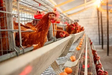 முட்டை விநியோகத்தை நிறுத்திய பிரெஞ்சு உற்பத்தியாளர்கள்: விடுத்துள்ள எச்சரிக்கை