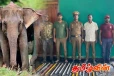 அநுராதபுரத்தில் யானை வேட்டையின் பயங்கர சம்பவங்கள் அம்பலம்