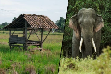 திருகோணமலையில் காட்டு யானை தாக்கியதில் ஒருவர் படுகாயம்