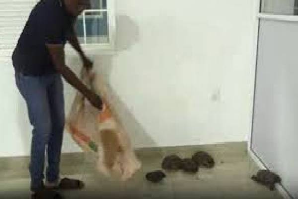 சட்டவிரோதமாக ஆமைகளைக் கடத்த முயன்ற இளைஞன் கைது | Youth Arrested Attempting Illegally Smuggl Turtles சட்டவிரோதமாக ஆமைகளைக் கடத்த முயன்ற இளைஞன் கைது | Youth Arrested Attempting Illegally Smuggl Turtles