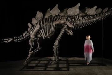 44.6 மில்லியன் டொலருக்கு ஏலம் போன டைனோசர் எலும்புக்கூடு: யார் வாங்கியது தெரியுமா?