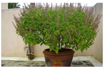 உங்களது வீட்டில் இருக்கும் துளசி செடிகளில் இதையெல்லாம் தவறிக்கூட செய்திடாதீங்க! எதிர்மறையை ஏற்படுத்துமாம்