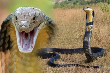 ராஜ நாகப்பாம்புகள் எவ்வளவு காலம் உயிர் வாழ்கின்றன?வாழ்க்கையின் சுவாரஷ்ய தகவல்