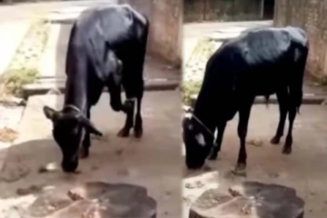 தாயை வெட்டிய இடத்தில் கதறி அழும் கன்று! கண்கலங்க வைக்கும் காட்சி