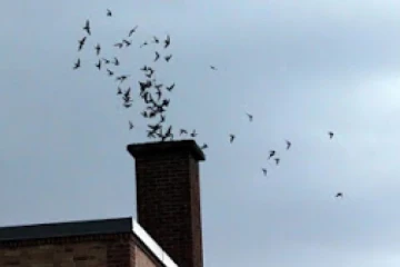 எங்களை யாராலும் தடுக்க முடியாது... கனடாவுக்குள் பறந்து வந்த 4,500 புலம்பெயர்ந்தோர்!