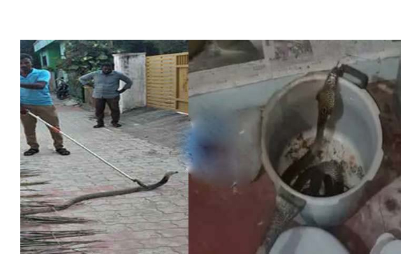 சமைக்கும் குக்கரில் இருந்து எட்டிப்பார்த்த நல்ல பாம்பு: வைரல் புகைப்படம் | Snake In Pressure Cooker People Shock