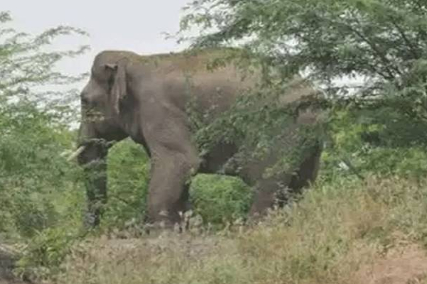 புத்தளத்தில் காட்டுயானையால் நபரொருவருக்கு நேர்ந்த சோகம்! | Person Was Killed By A Wild Elephant In Putthalam