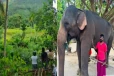 அதிகாலை பெரஹர யானையினால் ஏற்பட்ட பெரும் பதற்றம் - இருவர் பரிதாபமாக பலி