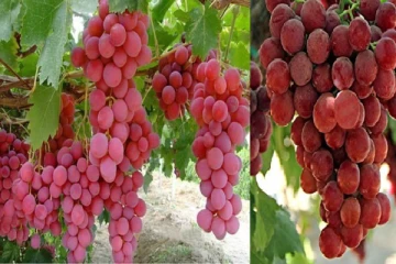 ஒரே ஒரு திராட்சை பழத்தின் விலை சுமார் ரூ.35,000 மட்டுமே...அதிசயம் ஆனால் உண்மை!