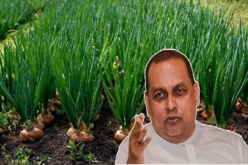 பெரிய வெங்காய செய்கை குறித்து உடனடி அறிக்கை அளிக்க வேண்டும் என விவசாய அமைச்சர் கோரிக்கை