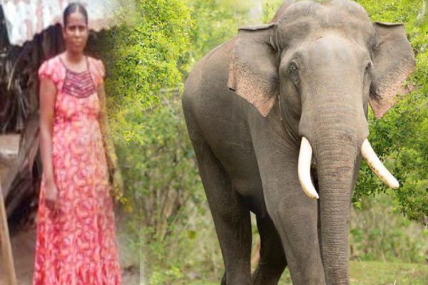 காட்டு யானையால் இளம் தாய்க்கு நேர்ந்த துயரம் | Wild Elephant Killed Women