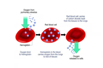 සිරුරේ ඔක්සිජන් අඩු වුණොත් මොකද වෙන්නේ?