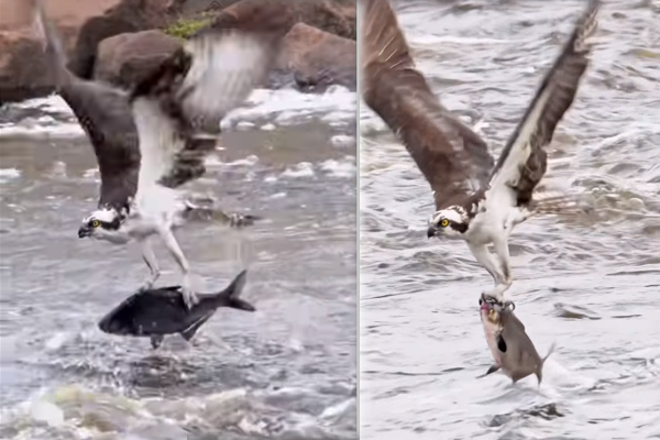 Viral Video: பிடிபட்ட மீனை பறிகொடுத்த கழுகு... ஆனால் அடுத்த நொடியில் சிக்கிய மற்றொரு மீன் | Eagle Hunt Big Fish Feed Their Families Viral Video: பிடிபட்ட மீனை பறிகொடுத்த கழுகு... ஆனால் அடுத்த நொடியில் சிக்கிய மற்றொரு மீன் | Eagle Hunt Big Fish Feed Their Families