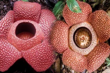 உலகத்தின் மிகப்பெரிய பூ இது தானா? இதன் அம்சம் என்ன... அரிய புகைப்படம்