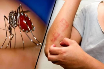 மனித இரத்தத்தை பங்கு போடும் கொசுக்கள்: இந்த கொசு கடித்தால் ஆபத்து!