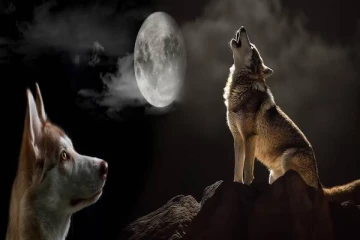 இரவில் நாய் அழுதால் ஜாக்கிரதையா இருங்க..! ஏன்னு தெரியுமா?