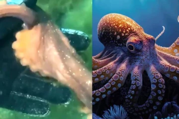 ஆழ்கடலில் மர்ம இடம் - பெண் விஞ்ஞானி கையை பிடித்து வழிகாட்டிய ஆக்டோபஸ்!