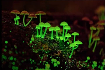 இயற்கை அதிசயம்: ஒளிரும் காளான்கள்