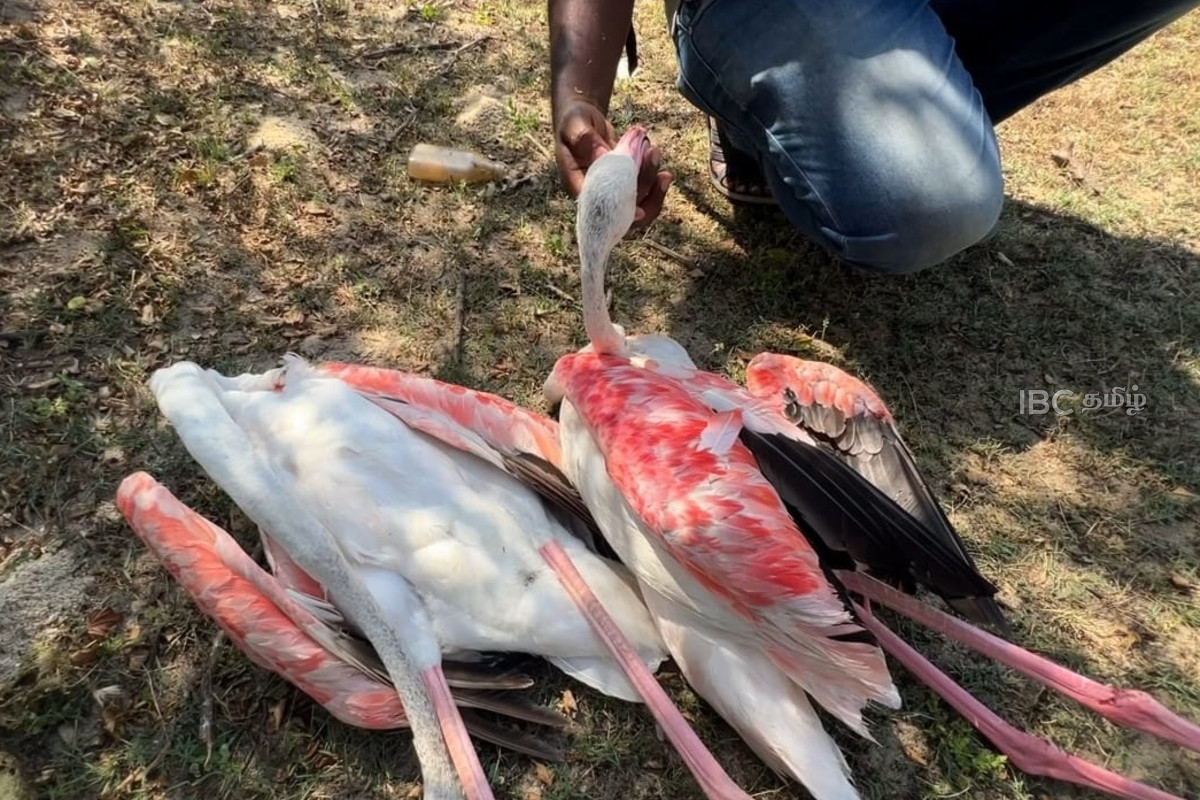 மன்னாரில் காற்றாலை மின்சார கேபிள்களில் சிக்கி பலியான வெளிநாட்டுப் பறவைகள்! | Exotic Birds Get Stuck In Power Cables And Die