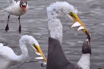 Viral Video: ஒரே நேரத்தில் சிக்கிய 3 மீன்கள்... ஆனால் நடந்த சோகத்தைப் பாருங்க