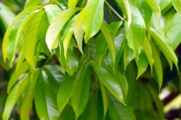 மா இலையில் கொட்டிக்கிடக்கும் ஏராளமான நன்மைகள் - என்னென்ன தெரியுமா?