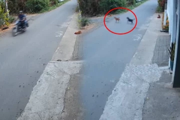 பெருமளவு நாய்களுக்கு விஷம் வைத்து கொலை செய்த சகோதரர்கள் - அதிர்ச்சியில் கிராம மக்கள்