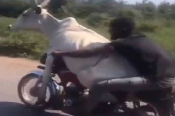 காளை மாட்டை மோட்டார் சைக்கிளில் அழைத்து சென்ற நபர்: வைரலாகும் காணொளி!