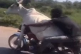 காளை மாட்டை மோட்டார் சைக்கிளில் அழைத்து சென்ற நபர்: வைரலாகும் காணொளி!