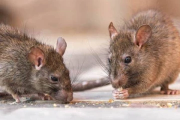 எலிக்காய்ச்சலால் இருவர் உயிரிழப்பு