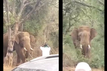ஆக்ரோஷத்தோடு சாலையில் வந்த யானை - கையெடுத்து கும்பிட்டு வணங்கிய நபர் - வைரலாகும் வீடியோ