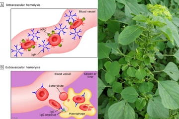 පිරිමින්ට පමණක් විෂ වන කුප්පමේනියා මැල්ලුමේ ඇත්ත කතාව මෙන්න.