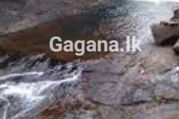 ගමක් බිය වද්දමින් ඇලකින් පෙණ මතු වෙයි - ස්පර්ශ වීමෙන් ලෙඩවෙයි