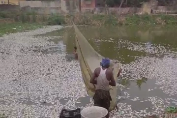 மர்மமான முறையில் மீன்கள் கொத்து கொத்தாக இறப்பு - பொதுமக்கள் அச்சம்