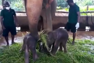 பின்னவல இரட்டை யானைகளால் சுற்றுலா பயணிகள் குதூகலம்