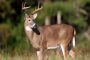 கனடாவின் வெள்ளை வால் மான்களையும் விட்டு வைக்காத "கோவிட்"