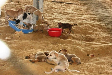 மூடப்படும் சிவபூமி நாய்கள் சரணாலயம்