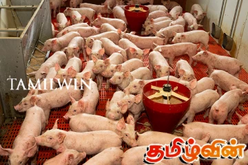 இலங்கையில் பன்றிகள் மத்தியில் வேகமாக பரவும் நோய்த்தொற்று