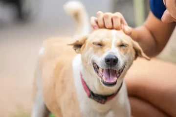 மோடி வருகைக்காக அனுராதபுரத்தில் நாய்களை அகற்ற முடிவு