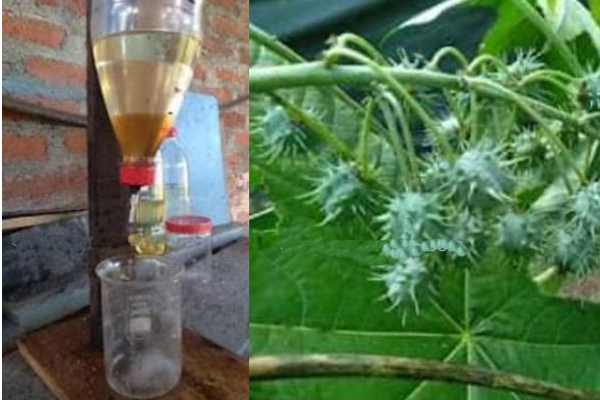 இலங்கை வைத்தியரின் அரிய கண்டுபிடிப்பு! (Photos) | Sri Lanka Nature Petrol Doctor Production Research