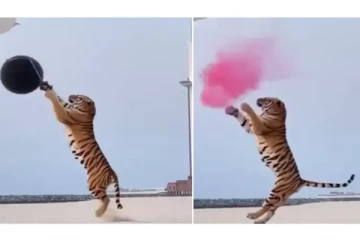 தம்பதியரின் விருந்தில் கலந்துகொண்ட புலி - வைரல் வீடியோ