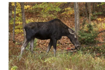 ஒன்டாரியோவில் மான் வேட்டையில் ஈடுபட்ட இருவருக்கு 16000 டொலர் அபராதம்