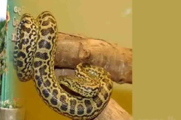 தெஹிவளை மிருககாட்சிசாலையில் காணாமற்போன மஞ்சள் அனகொண்டா பாம்பு | Yellow Anaconda Calf Missing In Dehiwala தெஹிவளை மிருககாட்சிசாலையில் காணாமற்போன மஞ்சள் அனகொண்டா பாம்பு | Yellow Anaconda Calf Missing In Dehiwala