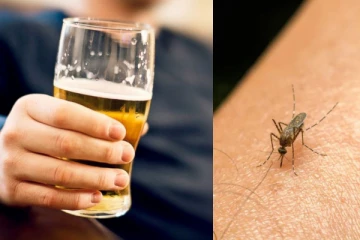 பீர் குடித்தால் நுளம்புகள் கடிக்குமாம் ; புதிய அறிவியல் கண்டுபிடிப்பு