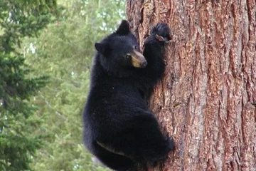 தேன் குடிக்க ஆசைப்பட்டு மரப்பொந்தில் சிக்கிய கரடி - வைரல் வீடியோ உள்ளே